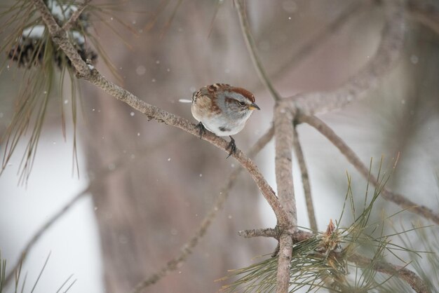 Nahaufnahme eines Vogels, der auf einem Zweig sitzt.