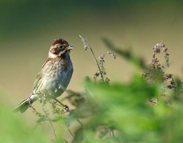 Foto nahaufnahme eines vogels, der auf einem zweig sitzt