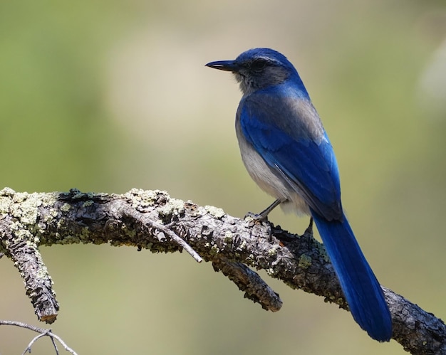 Foto nahaufnahme eines vogels, der auf einem zweig sitzt