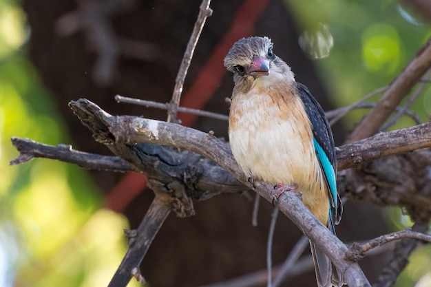 Foto nahaufnahme eines vogels, der auf einem zweig sitzt