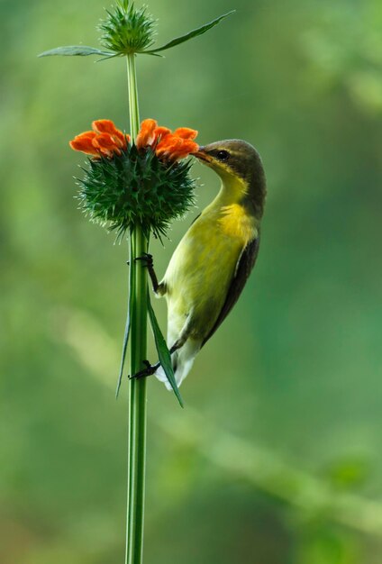 Foto nahaufnahme eines vogels, der auf einer blume sitzt