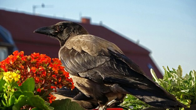 Foto nahaufnahme eines vogels, der auf einer blume sitzt