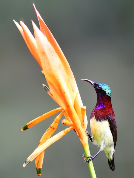 Nahaufnahme eines Vogels, der auf einer Blume sitzt
