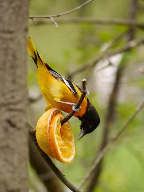 Nahaufnahme eines Vogels, der auf einer gelben Blume sitzt