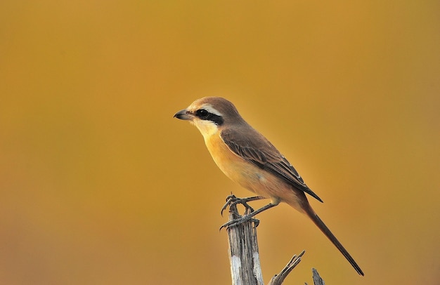 Nahaufnahme eines Vogels, der auf einer getrockneten Pflanze sitzt