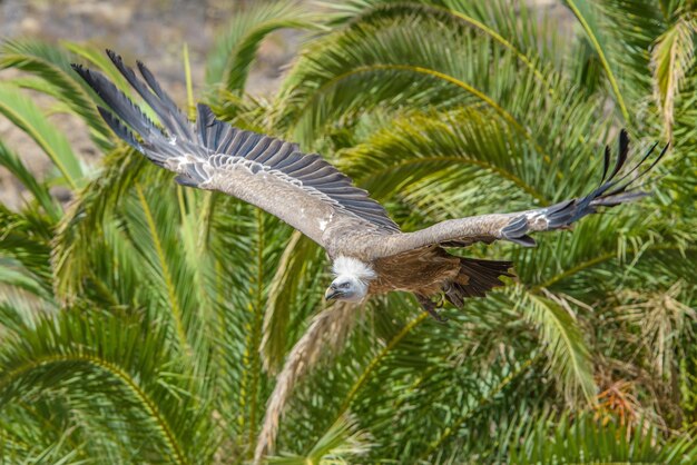 Foto nahaufnahme eines vogels, der auf einer kiefer sitzt