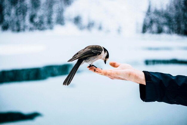 Foto nahaufnahme eines vogels, der auf einer menschlichen hand sitzt