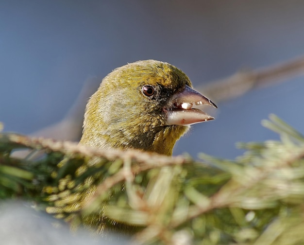 Foto nahaufnahme eines vogels, der auf einer pflanze sitzt