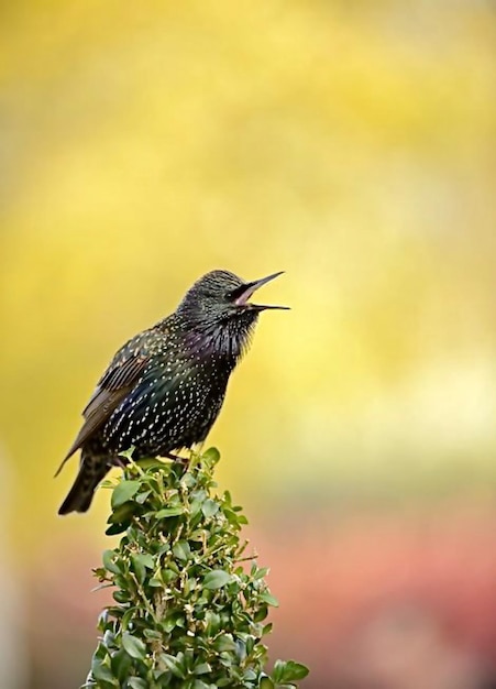 Foto nahaufnahme eines vogels, der auf einer pflanze sitzt