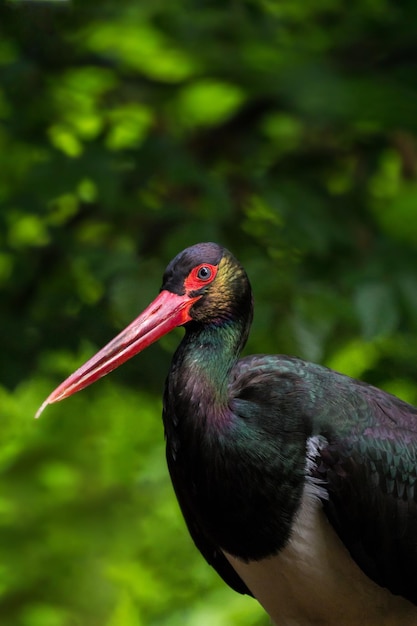 Foto nahaufnahme eines vogels, der auf einer pflanze sitzt