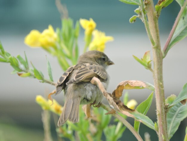 Foto nahaufnahme eines vogels, der auf einer pflanze sitzt