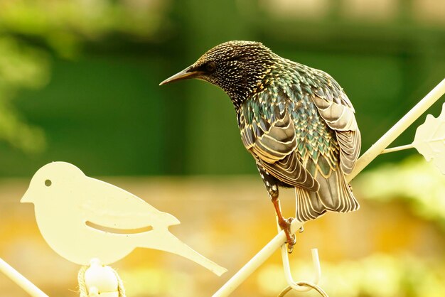 Foto nahaufnahme eines vogels, der auf einer pflanze sitzt