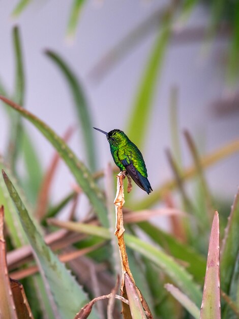 Nahaufnahme eines Vogels, der auf einer Pflanze sitzt