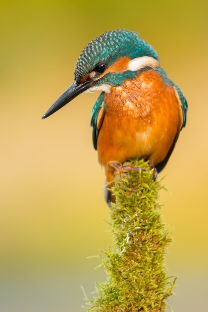 Foto nahaufnahme eines vogels, der auf einer pflanze sitzt