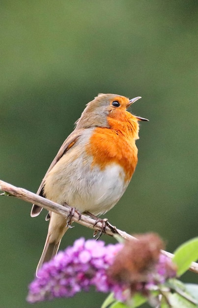 Foto nahaufnahme eines vogels, der auf einer pflanze sitzt