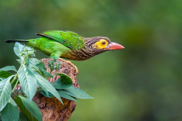 Nahaufnahme eines Vogels, der auf einer Pflanze sitzt