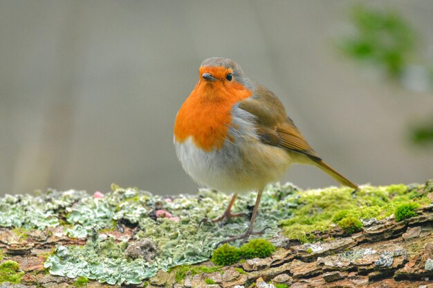 Foto nahaufnahme eines vogels, der auf einer pflanze sitzt