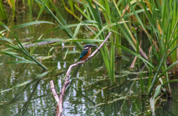 Foto nahaufnahme eines vogels, der auf einer pflanze sitzt