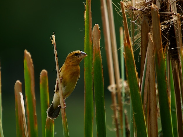 Foto nahaufnahme eines vogels, der auf einer pflanze sitzt