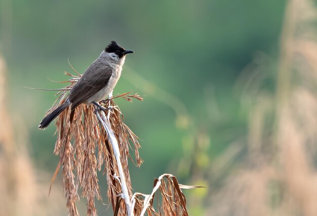 Foto nahaufnahme eines vogels, der auf einer pflanze sitzt