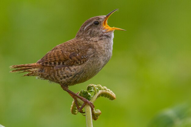 Foto nahaufnahme eines vogels, der auf einer pflanze sitzt