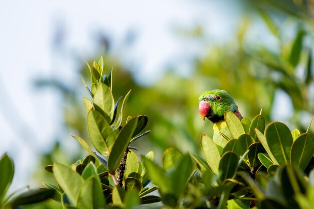 Foto nahaufnahme eines vogels, der auf einer pflanze sitzt