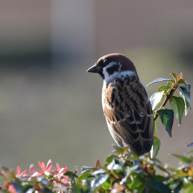 Nahaufnahme eines Vogels, der auf einer Pflanze sitzt