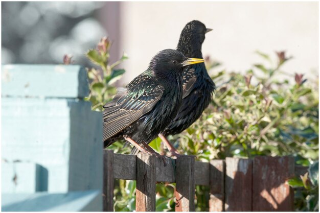 Foto nahaufnahme eines vogels, der auf holz sitzt