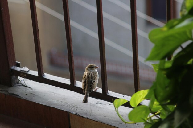 Foto nahaufnahme eines vogels, der auf holz sitzt