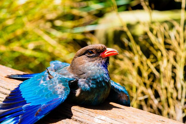 Foto nahaufnahme eines vogels, der auf holz sitzt