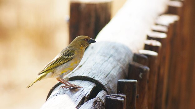 Foto nahaufnahme eines vogels, der auf holz sitzt