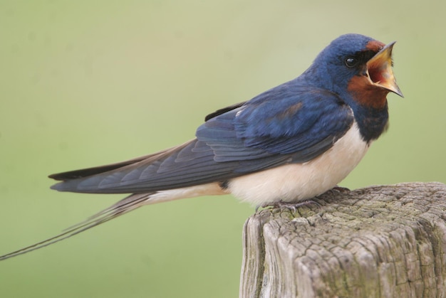 Foto nahaufnahme eines vogels, der auf holz sitzt