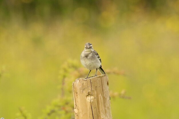 Foto nahaufnahme eines vogels, der auf holz sitzt