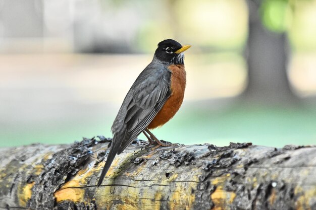 Foto nahaufnahme eines vogels, der auf holz sitzt