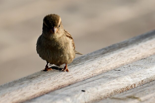 Foto nahaufnahme eines vogels, der auf holz sitzt