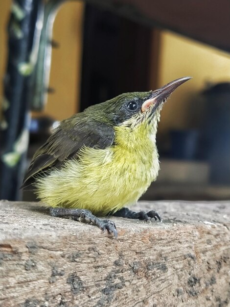 Foto nahaufnahme eines vogels, der auf holz sitzt