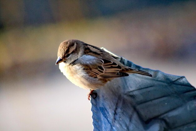 Foto nahaufnahme eines vogels, der auf holz sitzt