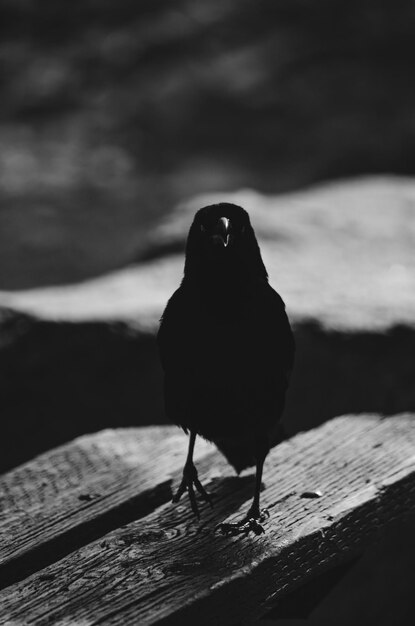 Nahaufnahme eines Vogels, der auf Holz sitzt