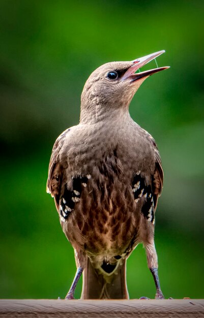 Foto nahaufnahme eines vogels, der auf holz sitzt