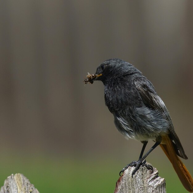 Nahaufnahme eines Vogels, der auf Holz sitzt