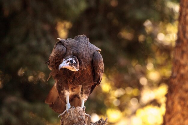 Nahaufnahme eines Vogels, der auf Holz sitzt