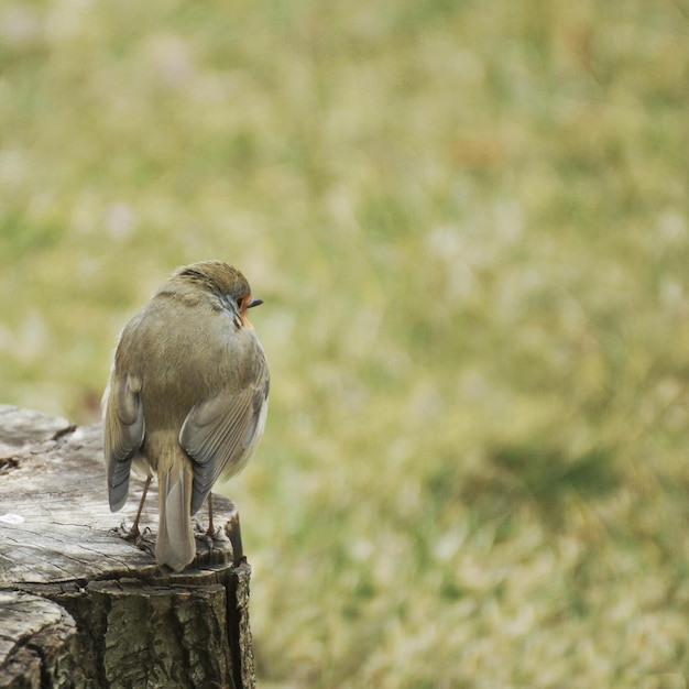 Foto nahaufnahme eines vogels, der auf holz sitzt