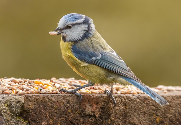 Foto nahaufnahme eines vogels, der auf holz sitzt