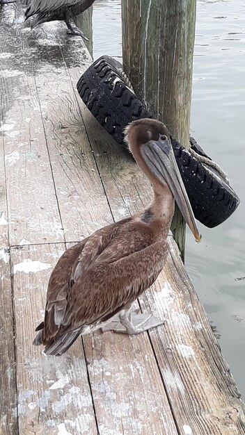 Foto nahaufnahme eines vogels, der auf holz sitzt