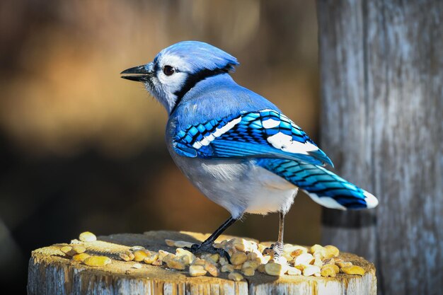 Nahaufnahme eines Vogels, der auf Holz sitzt