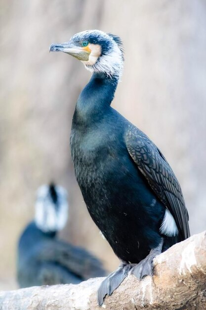 Foto nahaufnahme eines vogels, der auf holz sitzt