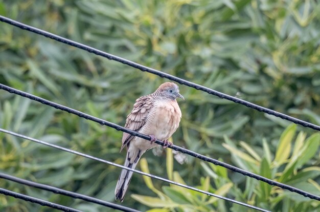 Foto nahaufnahme eines vogels, der auf metall sitzt