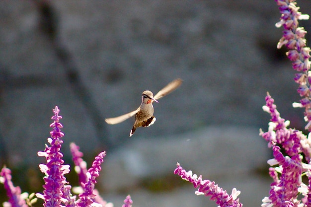 Foto nahaufnahme eines vogels, der bei blütenpflanzen fliegt