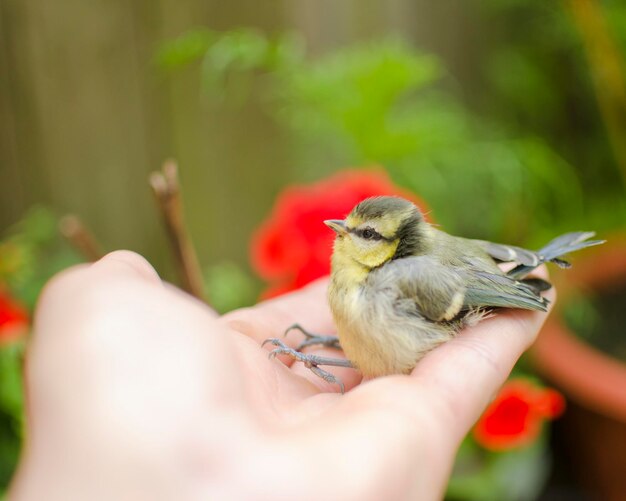 Foto nahaufnahme eines vogels, der einen vogel in der hand hält