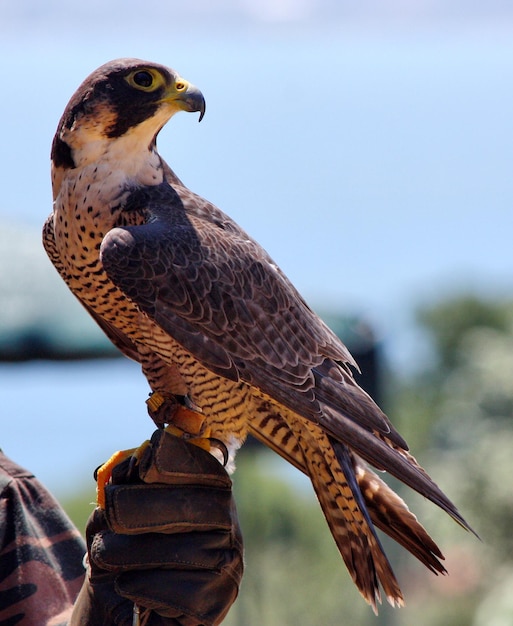 Nahaufnahme eines Vogels, der einen Vogel in der Hand hält